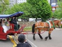 元ばん馬の「だいちゃん」　新郎新婦の門出祝う　札幌中心部を観光馬車で行進