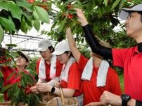 サクランボ収穫支援　「もりもと」が日航グループと協力　仁木