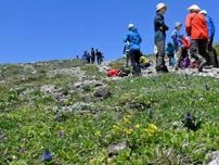 早い雪解け、高山植物に影響　大雪山国立公園　開花前倒し、受粉懸念