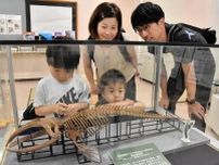 クジラの化石模型にびっくり　札幌市博物館活動センターで企画展