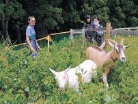 移動柵でヤギ、全構内除草　富山国際大学生が製作　景観向上、クマ侵入対策も