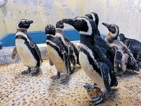 ペンギン、魚「おかえり」　のとじま水族館、２０日再開へ準備着々