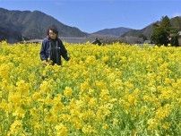 「山内かぶら」黄色の花見頃　福井県若狭町