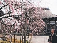 糸桜もうすぐ満開　舟橋の無量寺