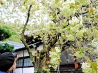 古刹、春のグラデーション　福井県敦賀市の西福寺　桜満開