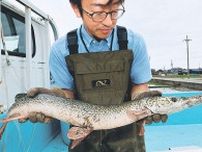 富山でアリゲーターガー捕獲、２５・２６日に標本展示　魚津水族館