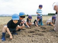 ヒマワリ迷路、今夏も　「大きく育って」津幡で園児種まき