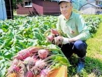 伝統野菜「杉箸アカカンバ」収穫始まる　福井県敦賀市