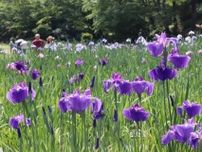 かれんな紫♪ハナショウブの季節いよいよ　新発田市で「あやめまつり」開幕、見頃は6月20日ごろ