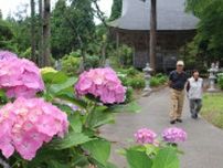 青やピンク...全部で何色あるかな？佐渡市の「アジサイ寺」蓮華峰寺、7000株咲き始め　見頃は7月上旬