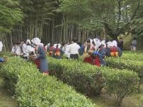 「いっぱいとれて楽しい」縮景園で茶摘まつり　５年ぶりの通常開催　広島市