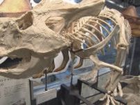 【岡山・恐竜学博物館】研究現場が見られるユニークな展示｜地球派宣言