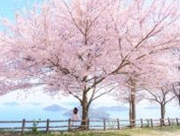 瀬戸内海の桜絶景、桜名所まとめ6選！／香川