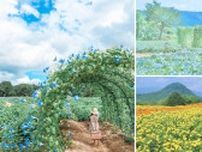 【8/10〜】世羅町のFlower village 花夢の里で「ヘブンリーブルーの丘」はじまる！新しい夏色に出逢える花畑