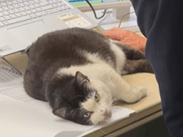 猫「ちゃんと仕事してる？」仕事中、絡んでくる猫に「こんな会社で働きたい」「羨ましい」の声　もともと瀕死状態の保護猫だった