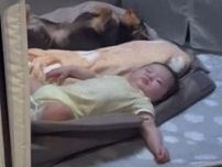 昼寝中の赤ちゃんと犬　しかしよく見ると…「ホントに犬？」飼い主が思わずツッコむ動画に4.6万いいね