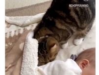お昼寝する赤ちゃん　そこに猫ちゃんがそーっとやってきて…→猫ちゃんの行動に「癒される」「優しい」の声