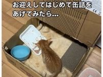 生後約1ヶ月の猫に、初めてご飯をあげると…衝撃の反応に「面白すぎる」「想像以上」