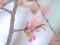 3.1度からの24.3度の場所も…札幌は今年初の夏日　気温急上昇　道内の桜もほころぶか？