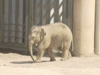 赤ちゃんゾウのタオ　初めての「日向ぼっこ」体重も110kg→462kgへ　札幌市円山動物園