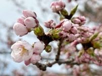 【速報】桜前線　北海道に上陸　松前町が「サクラの開花」を発表　去年より5日遅く平年より11日早い