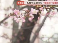 札幌の桜も咲いた？気象台の桜ではありませんが、例年早く咲くところをチェックすると…