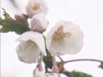 【速報】札幌でソメイヨシノが開花…平年より13日早く