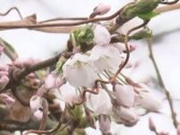 桜前線が札幌にも…札幌管区気象台がサクラの開花を発表　観測史上2番目の早さ