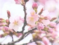 札幌と函館で平年より早いサクラの開花宣言　急速に桜前線北上「札幌のお花見はGW前半あたりおすすめ」