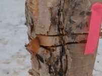 上富良野町「吹上露天の湯」が閉鎖　敷地内の樹木に切り込み跡　倒木で利用者に危険及ぶ可能性　去年も被害
