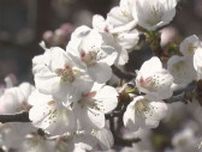 今は5分咲き…170本の千島桜　寒地土木研究所が構内を一般開放　札幌市豊平区
