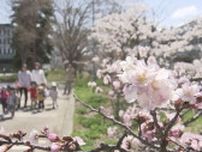 桜前線　平年より9日早く帯広到達　札幌では寒地研の千島桜が五分咲き　函館・五稜郭公園では満開見頃