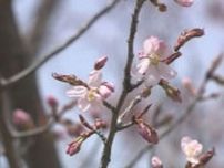 桜前線・道北に到達　旭川市で開花観測　平年より10日早く史上2番目に早い開花　見頃はGWのはじめごろ