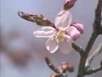 「週末ぐらいには見頃」桜前線ついに道北到達　旭川市で平年より10日早く開花を観測　札幌では満開を発表