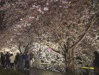 満開を迎えた札幌で夜桜ライトアップイベント　10km超の桜並木が光で彩られ　札幌・北区「新川通沿い」