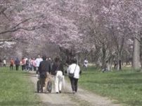 28日からの「しずない桜まつり」を前に二十間道路桜並木の桜が満開　北海道新ひだか町