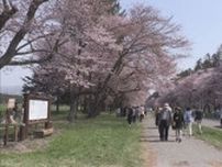 「しずない桜まつり」はじまる　二十間道路桜並木は満開　貴賓舎「龍雲閣」も開放　北海道新ひだか町