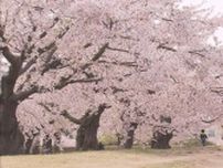 GWの北海道は桜が見頃　各所でお花見楽しむ姿も　新ひだか町　札幌・中央区　五稜郭公園　などなど