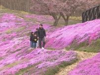 「遠くまで来たかいがあった…」　芝桜と桜の共演　「ひがしもこと芝桜まつり」はじまる　北海道大空町