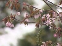 咲く桜に雪積もる　GW明けの道内冷え込む　札幌でも前日比10度低下　“五月病”と寒暖差にご注意を