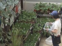 家庭菜園に　ハーブと野菜の展示会　トマトの苗などひとつ150円位から　札幌・豊平公園緑のセンター