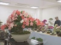 札幌のサツキ愛好家らが育てたおよそ50鉢の盆栽を展示…「さつき花季展」　札幌市豊平公園緑のセンター