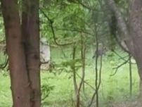 【視聴者投稿】自宅の2階から…住人が2頭のクマを目撃　札幌市　定山渓温泉