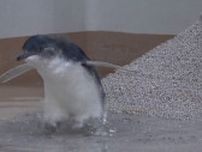ドキドキのプールデビュー　生後2カ月のフェアリーペンギン　陸にあがるのに四苦八苦　札幌の都市型水族館
