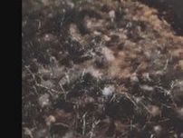 「公園の中で綿と草が燃えています」…札幌市北区の新琴似二番通公園でポプラの綿毛などが燃える野火