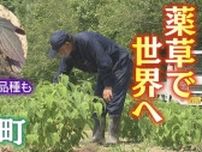 「薬草」で世界へ！　北海道蘭越町　町内で唯一栽培されている“新種”の薬草も　まちの新たな特産品づくり