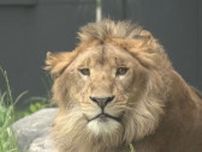オスのライオン「パーチェ」一般公開始まる　「百獣の王のオーラが違う」　札幌市円山動物園