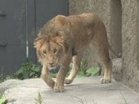 「ライオンもメスとオスで違うし」オスのライオン「パーチェ」一般公開　札幌市円山動物園