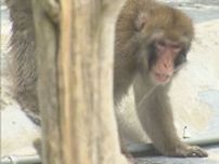 各地で猛暑日の北海道　函館ではサルが、旭川ではウシが日陰を求める…新作フラッペ「牧草味」も誕生