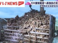 広島県がカキ養殖業者へ独自の支援策　補正予算案を追加提出